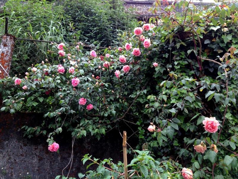 Darjeeling Bnb Exterior foto